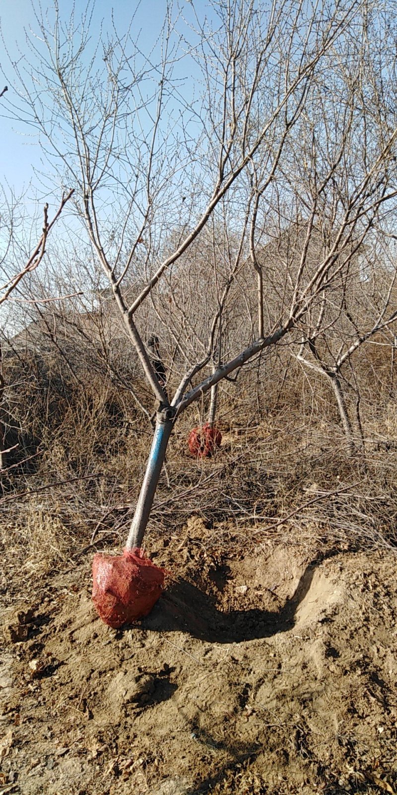 山桃树6~8cm2.5~3米