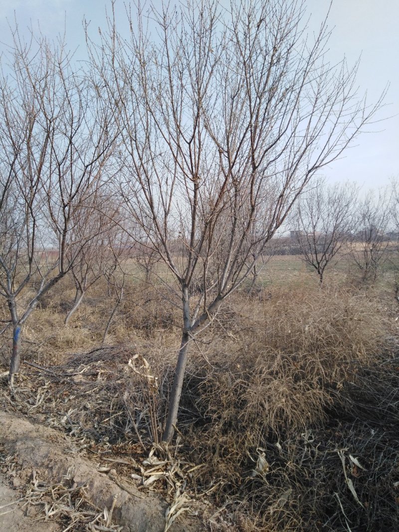 山桃树6~8cm2.5~3米