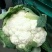 【菜花】河北花菜个头均匀花白产地直销供应全国