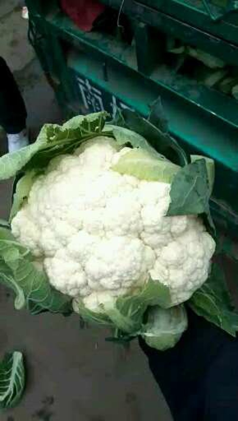 【菜花】河北花菜个头均匀花白产地直销供应全国