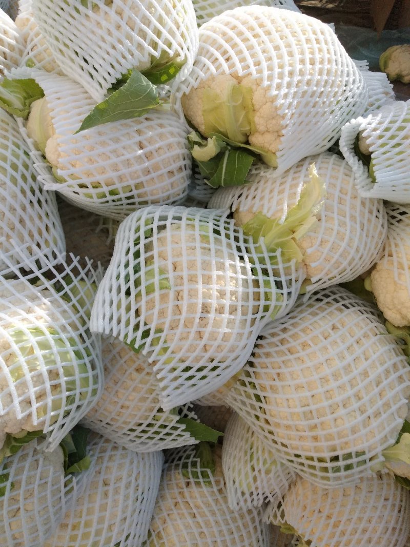 【菜花】河北花菜个头均匀花白产地直销供应全国