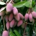 红贵妃芒果苗红金龙芒果苗海南红贵妃芒果苗