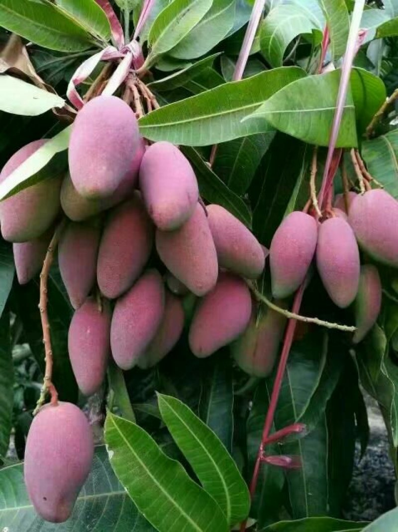 红贵妃芒果苗红金龙芒果苗海南红贵妃芒果苗