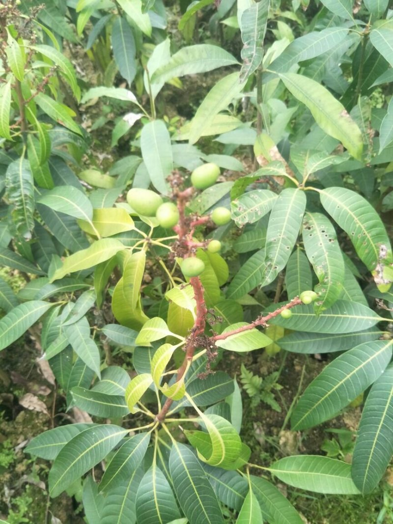 红贵妃芒果苗红金龙芒果苗海南红贵妃芒果苗
