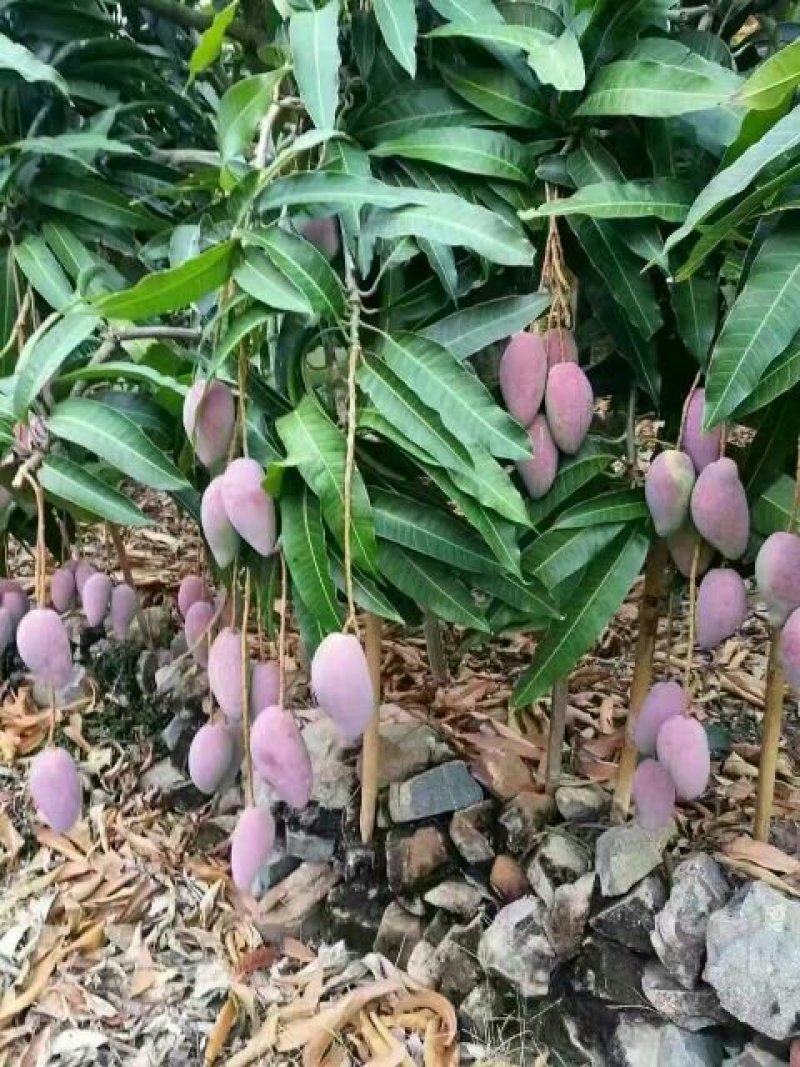 红贵妃芒果苗红金龙芒果苗海南红贵妃芒果苗