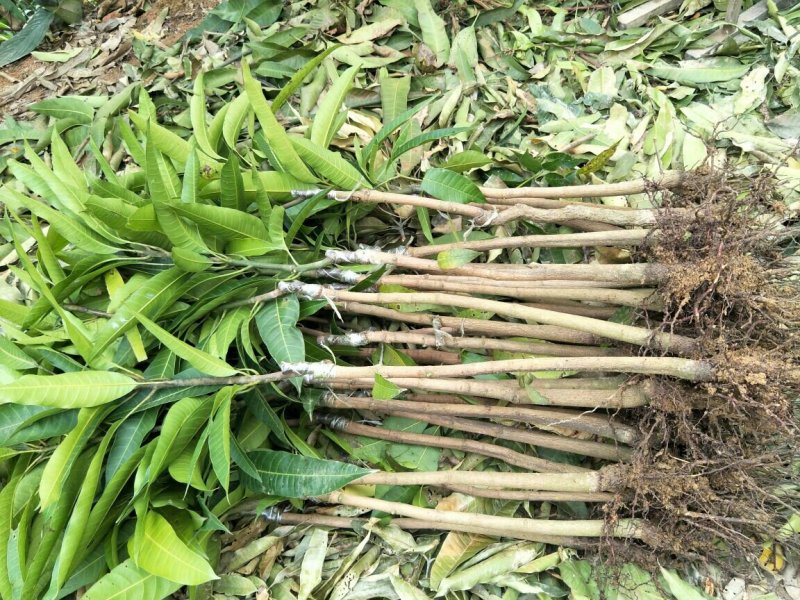 红贵妃芒果苗红金龙芒果苗海南红贵妃芒果苗