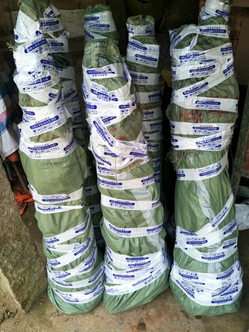 红贵妃芒果苗红金龙芒果苗海南红贵妃芒果苗