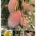 红贵妃芒果苗红金龙芒果苗海南红贵妃芒果苗
