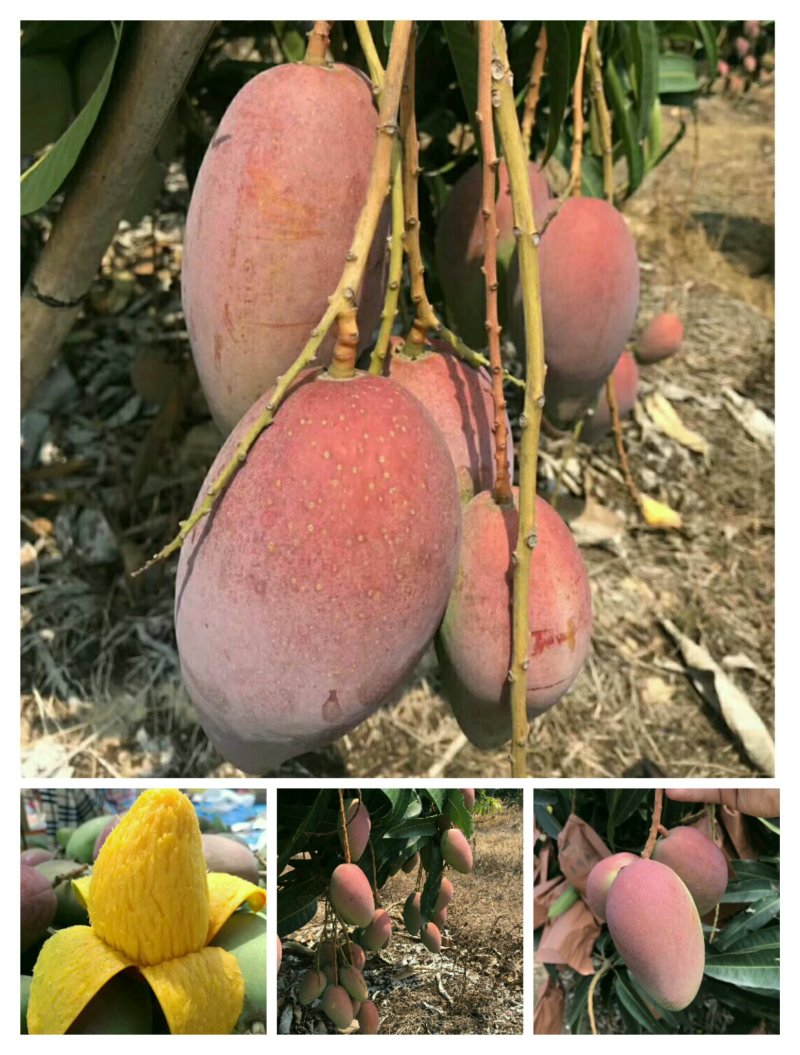 红贵妃芒果苗红金龙芒果苗海南红贵妃芒果苗