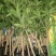 红贵妃芒果苗红金龙芒果苗海南红贵妃芒果苗