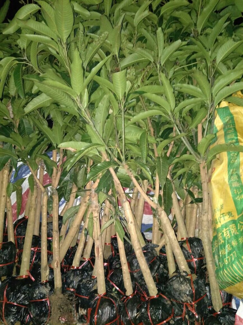 红贵妃芒果苗红金龙芒果苗海南红贵妃芒果苗