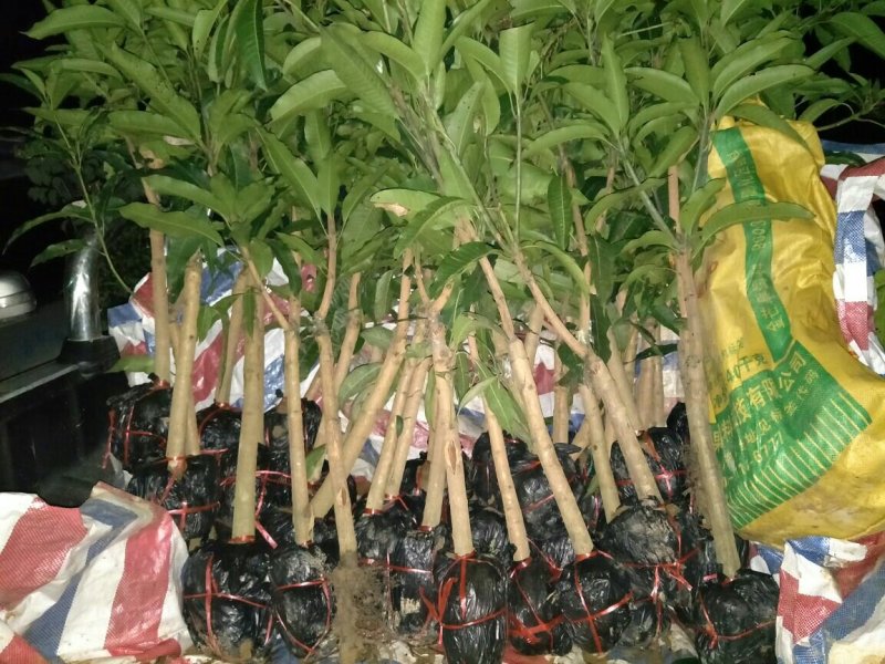 红贵妃芒果苗红金龙芒果苗海南红贵妃芒果苗