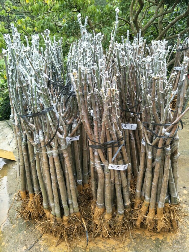 红贵妃芒果苗红金龙芒果苗海南红贵妃芒果苗