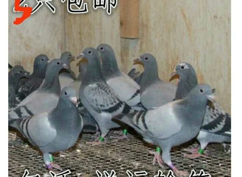 信鸽