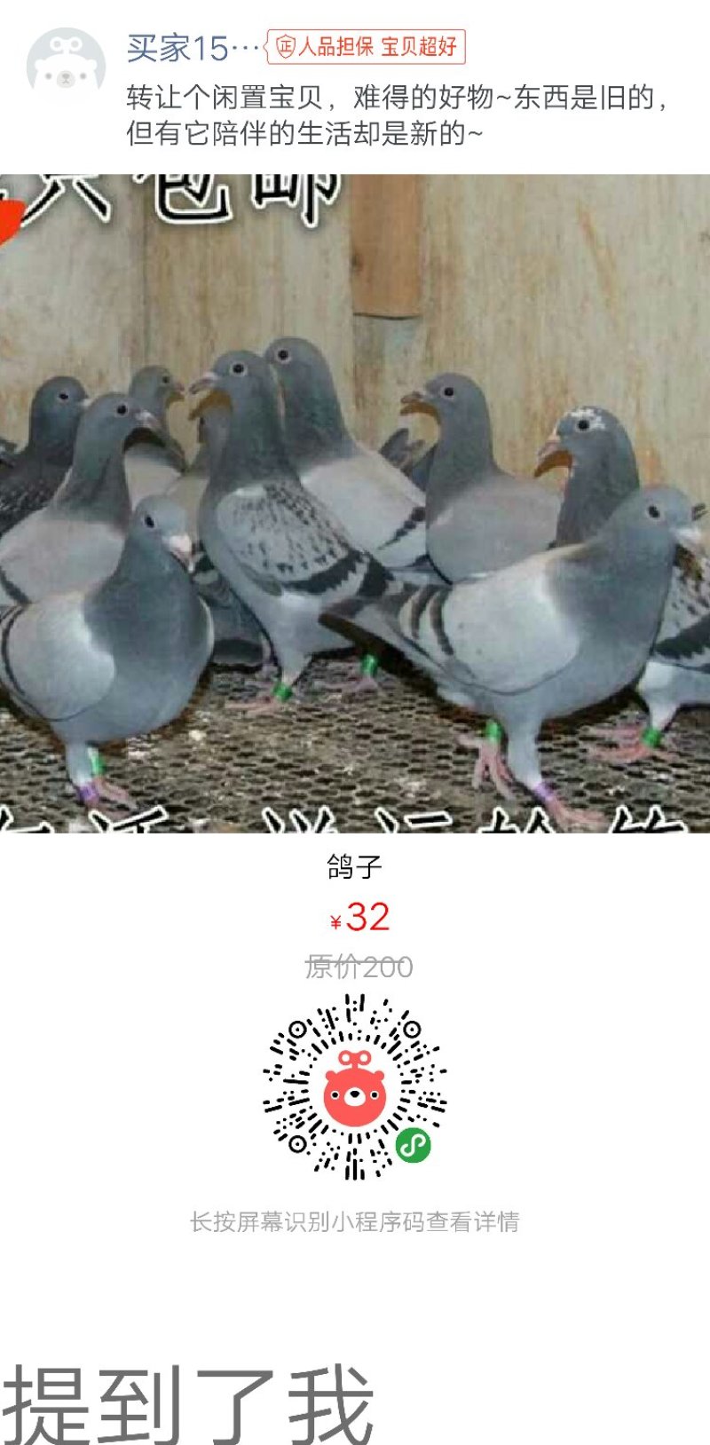 信鸽