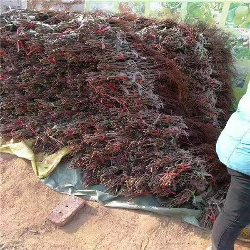甜蜜蓝宝石葡萄苗