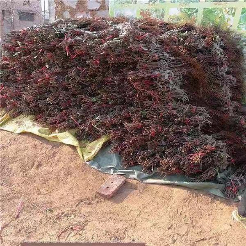 甜蜜蓝宝石葡萄苗