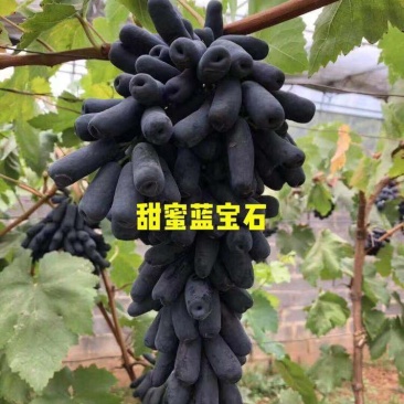 甜蜜蓝宝石葡萄苗