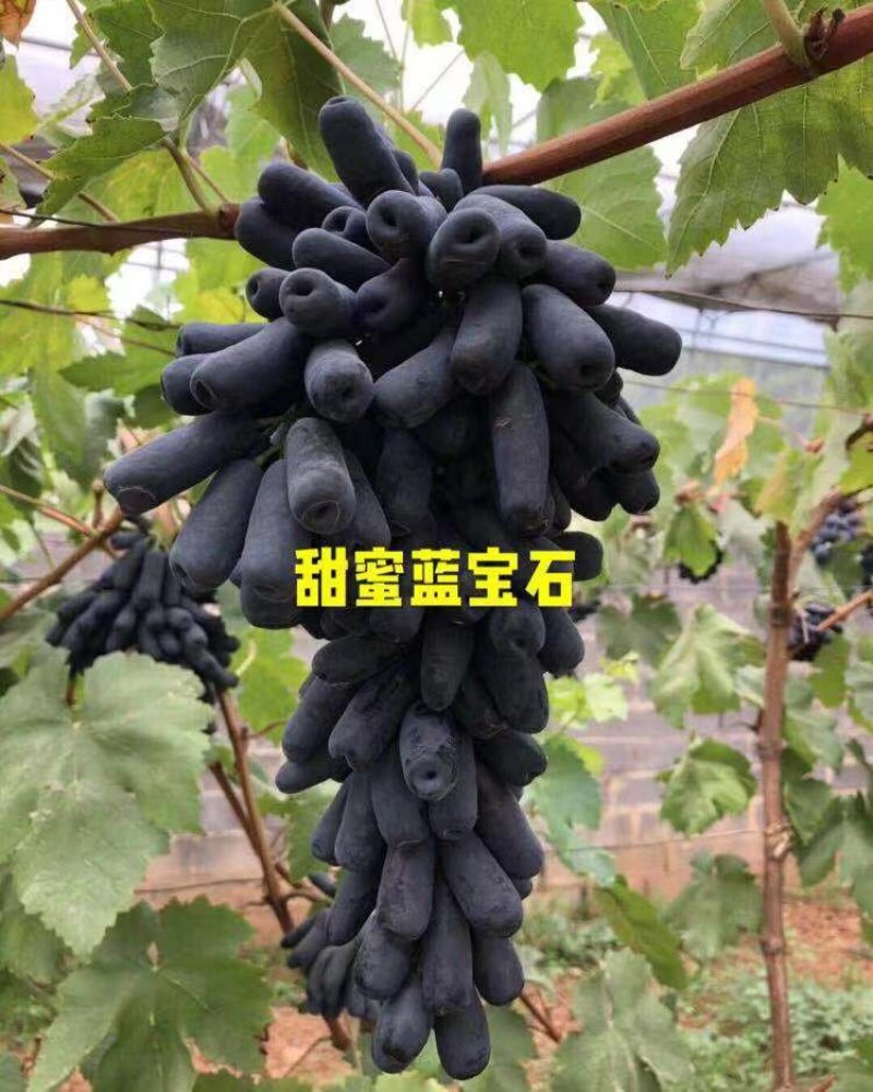 甜蜜蓝宝石葡萄苗