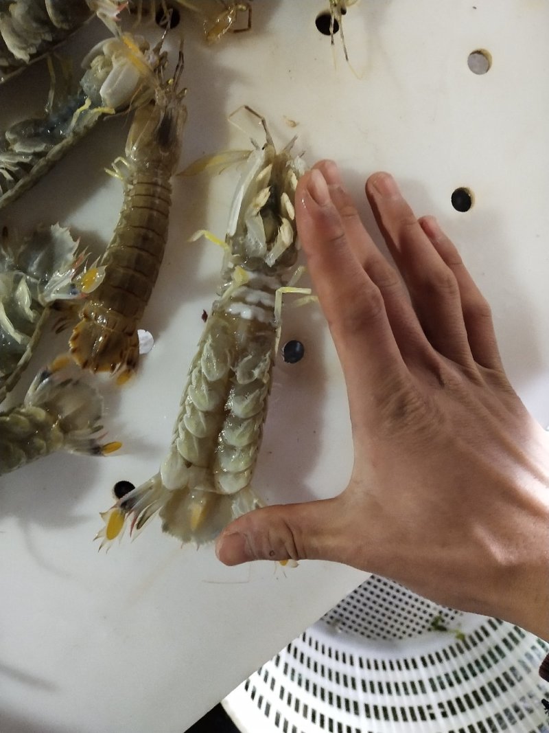 鲜活皮皮虾水产大虾虾姑虾婆本地货地笼货拉网货都有