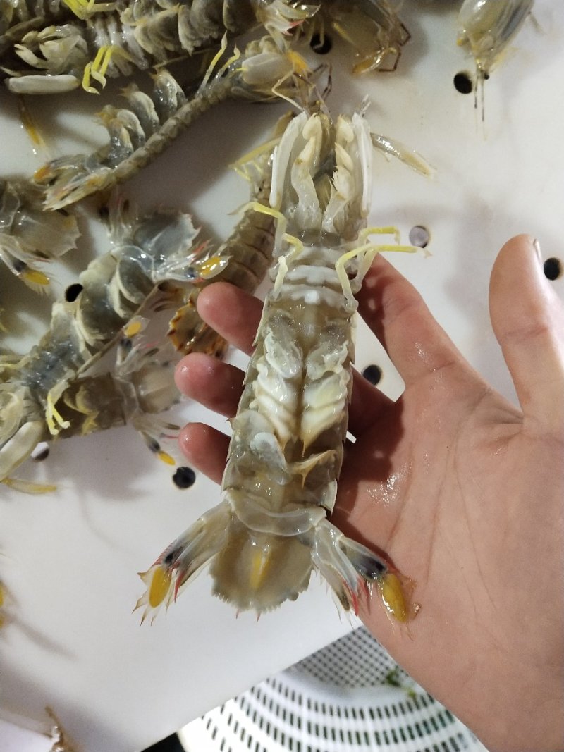 鲜活皮皮虾水产大虾虾姑虾婆本地货地笼货拉网货都有