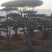 造型松