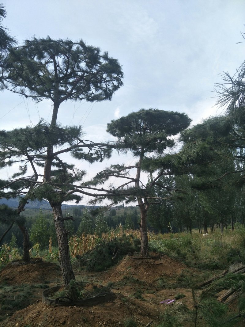 造型松