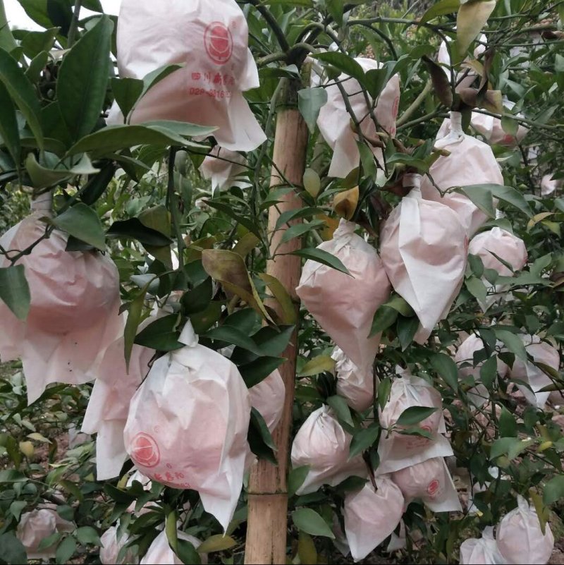 耙耙柑早普特早蜜橘