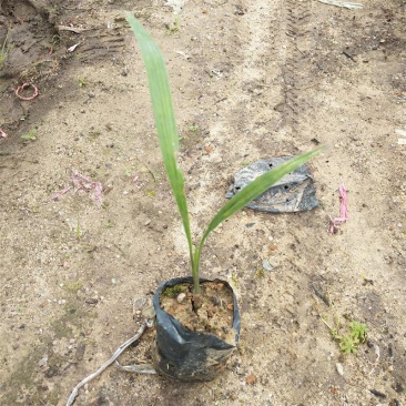 大王椰子苗棕榈科植物树形优美干常膨大庭院绿化树