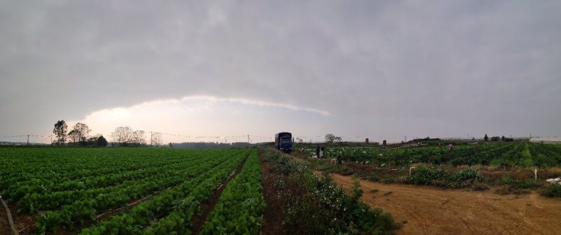 广西横县秋绿火筒菜长白菜卷筒菜火筒青