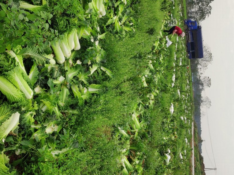 广西横县秋绿火筒菜长白菜卷筒菜火筒青