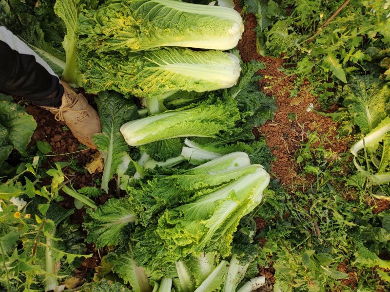 广西横县秋绿火筒菜长白菜卷筒菜火筒青