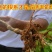 嫁接矮化苹果树盆栽苗果树苗盆栽带果黑钻苹果苹果树地栽苗果