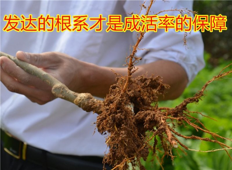 嫁接矮化苹果树盆栽苗果树苗盆栽带果黑钻苹果苹果树地栽苗果