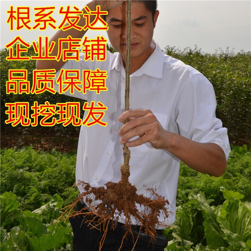 嫁接矮化苹果树盆栽苗果树苗盆栽带果黑钻苹果苹果树地栽苗果