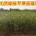 嫁接矮化苹果树盆栽苗果树苗盆栽带果黑钻苹果苹果树地栽苗果
