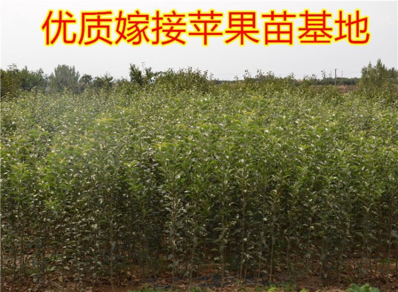 嫁接矮化苹果树盆栽苗果树苗盆栽带果黑钻苹果苹果树地栽苗果