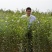 嫁接矮化苹果树盆栽苗果树苗盆栽带果黑钻苹果苹果树地栽苗果