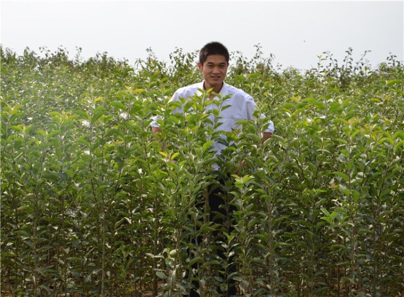 嫁接矮化苹果树盆栽苗果树苗盆栽带果黑钻苹果苹果树地栽苗果