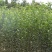 嫁接矮化苹果树盆栽苗果树苗盆栽带果黑钻苹果苹果树地栽苗果