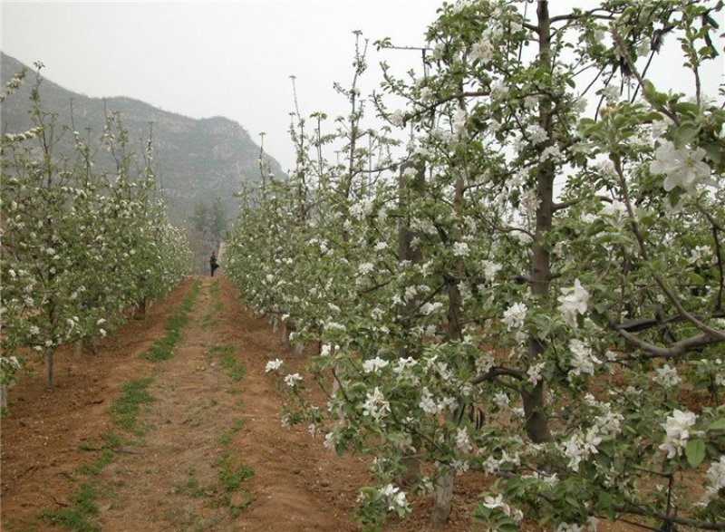 嫁接矮化苹果树盆栽苗果树苗盆栽带果黑钻苹果苹果树地栽苗果