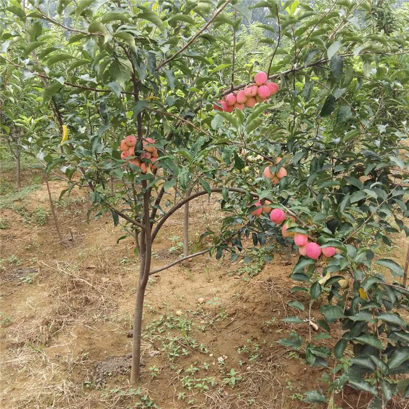 嫁接矮化苹果树盆栽苗果树苗盆栽带果黑钻苹果苹果树地栽苗果