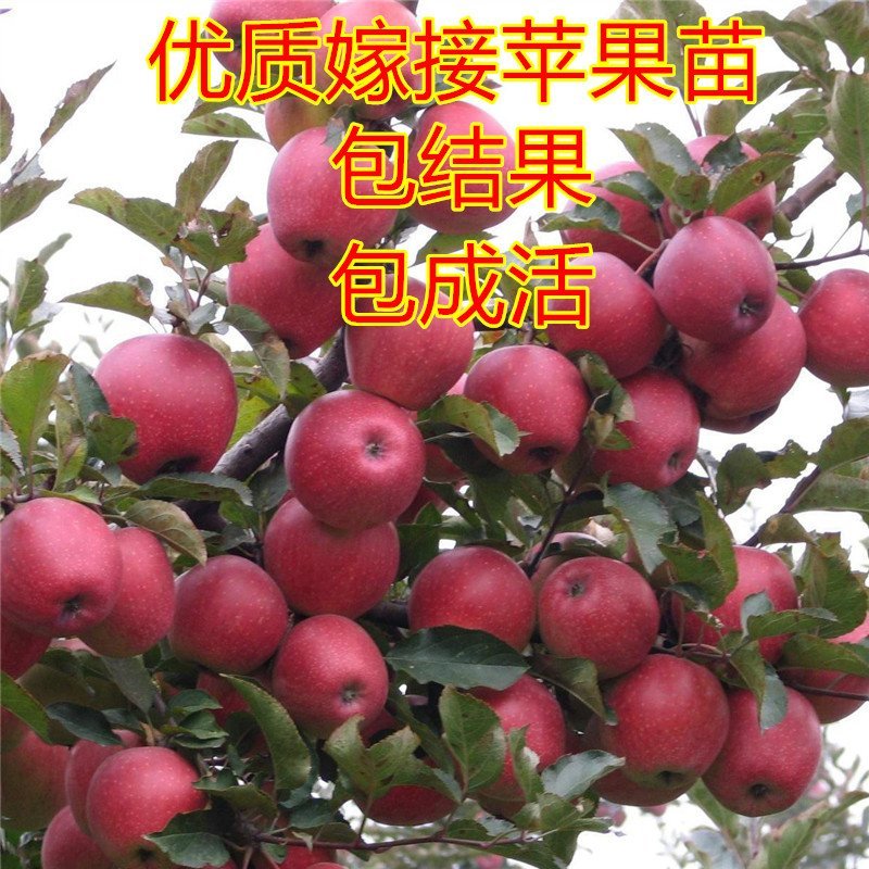 嫁接矮化苹果树盆栽苗果树苗盆栽带果黑钻苹果苹果树地栽苗果