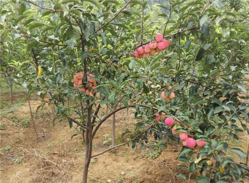 嫁接矮化苹果树盆栽苗果树苗盆栽带果黑钻苹果苹果树地栽苗果