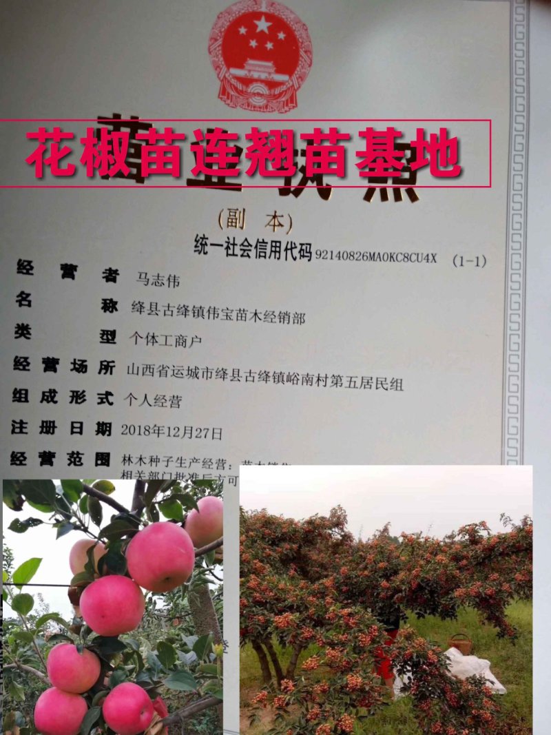 葡萄树