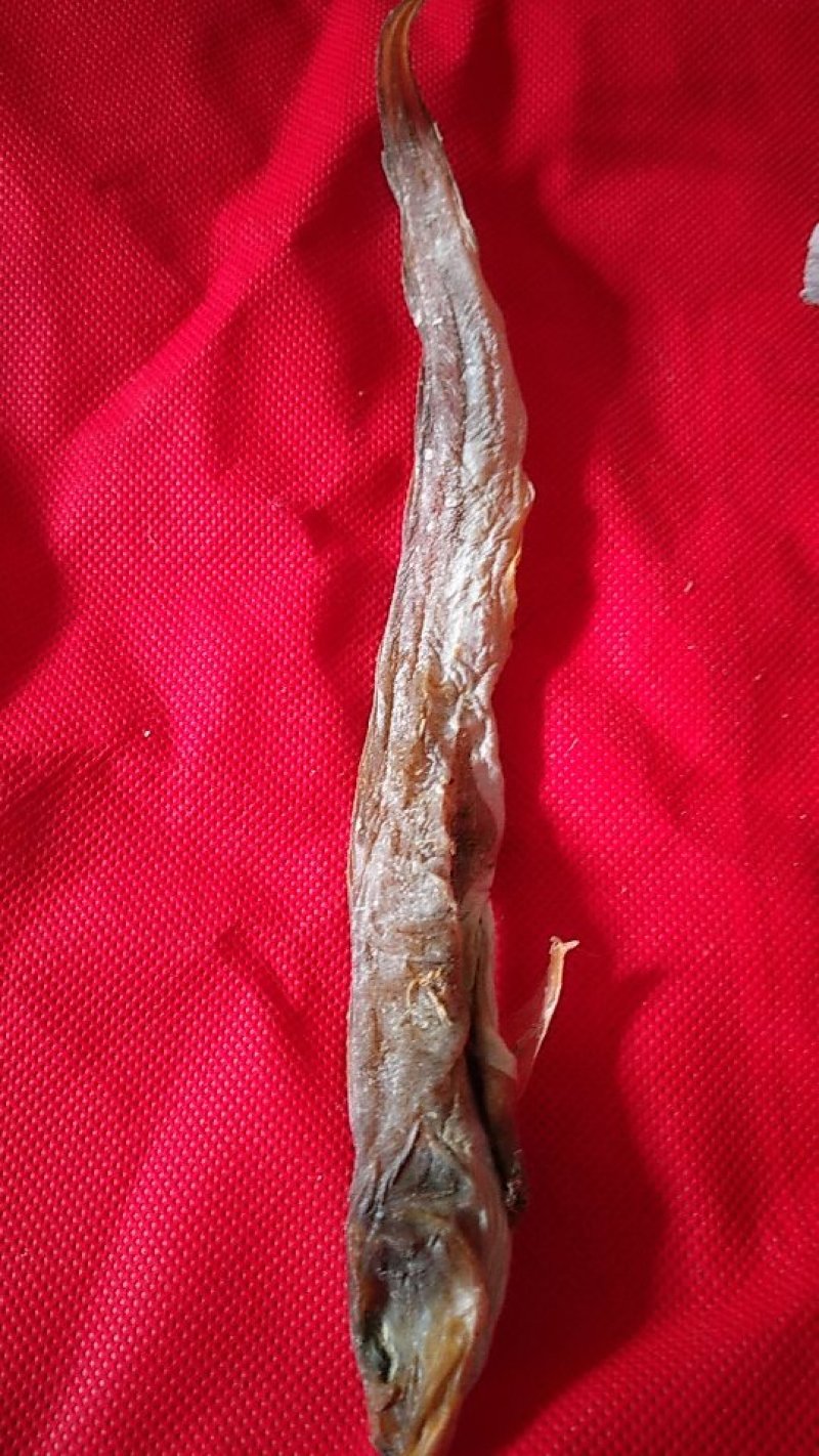 红光鱼