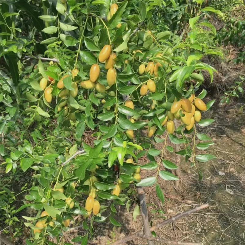 大枣苗