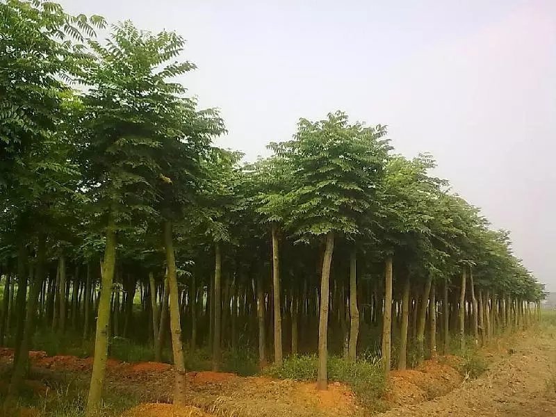 皂角树苗