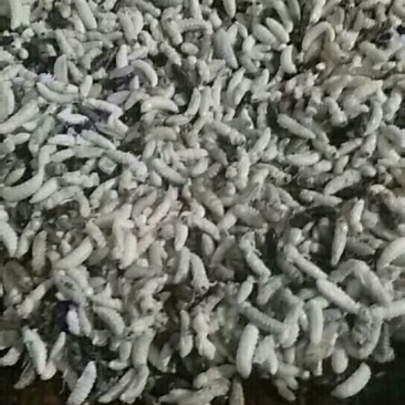 野生蜂蛹，