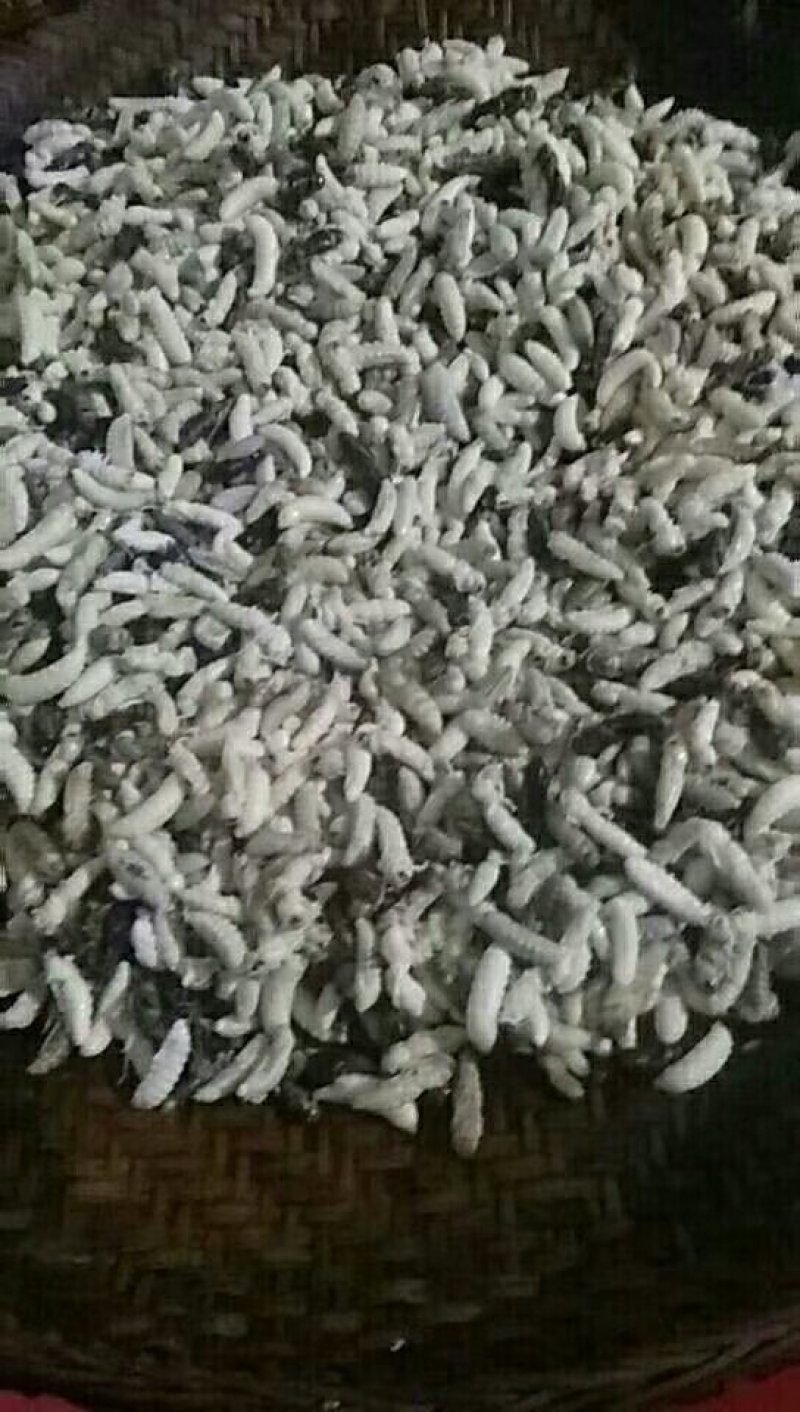 野生蜂蛹，